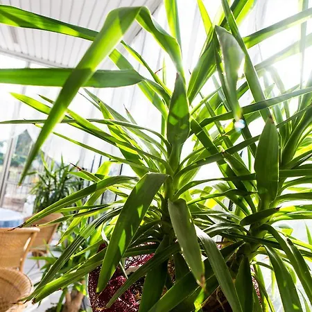 Majorca צ'סנטיקו