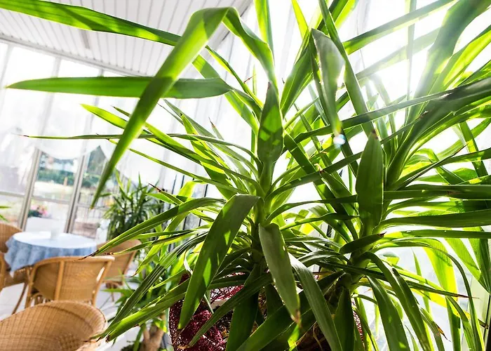 马约尔卡酒店 切塞纳蒂科